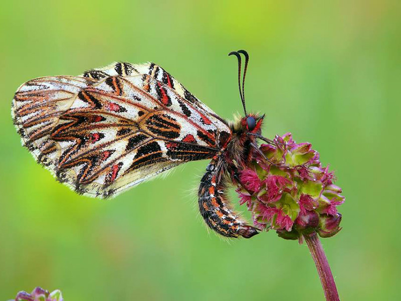 Le farfalle del Gargano: ecco la Zerynthia polyxena.